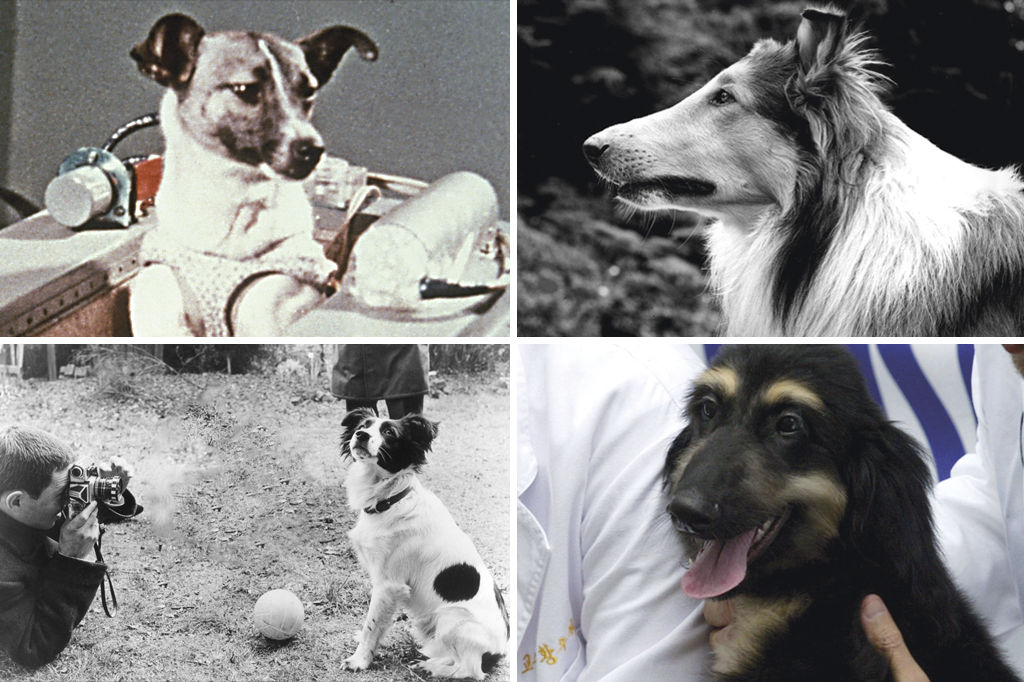 Cachorros que fizeram história