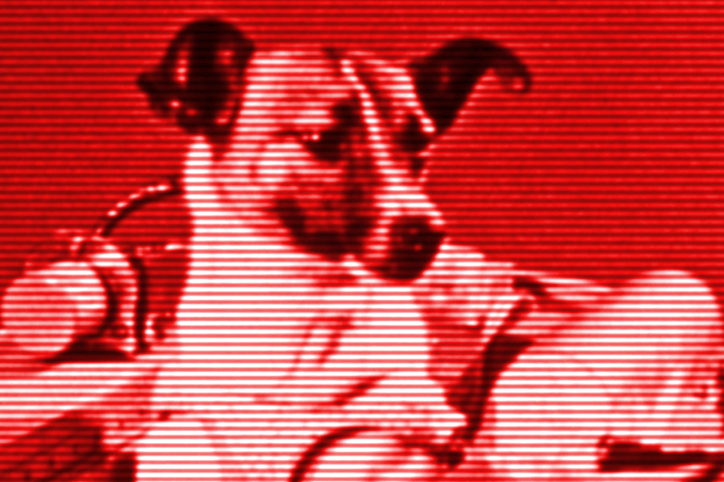 SI_Laika