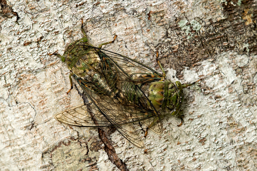Fungo alucinógeno torna cigarras compulsivas por sexo