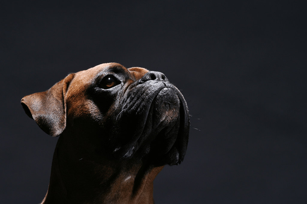 Os superpoderes dos cães