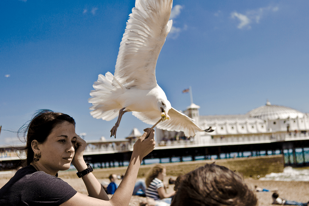 Encarar gaivotas reduz as chances de que elas roubem sua comida
