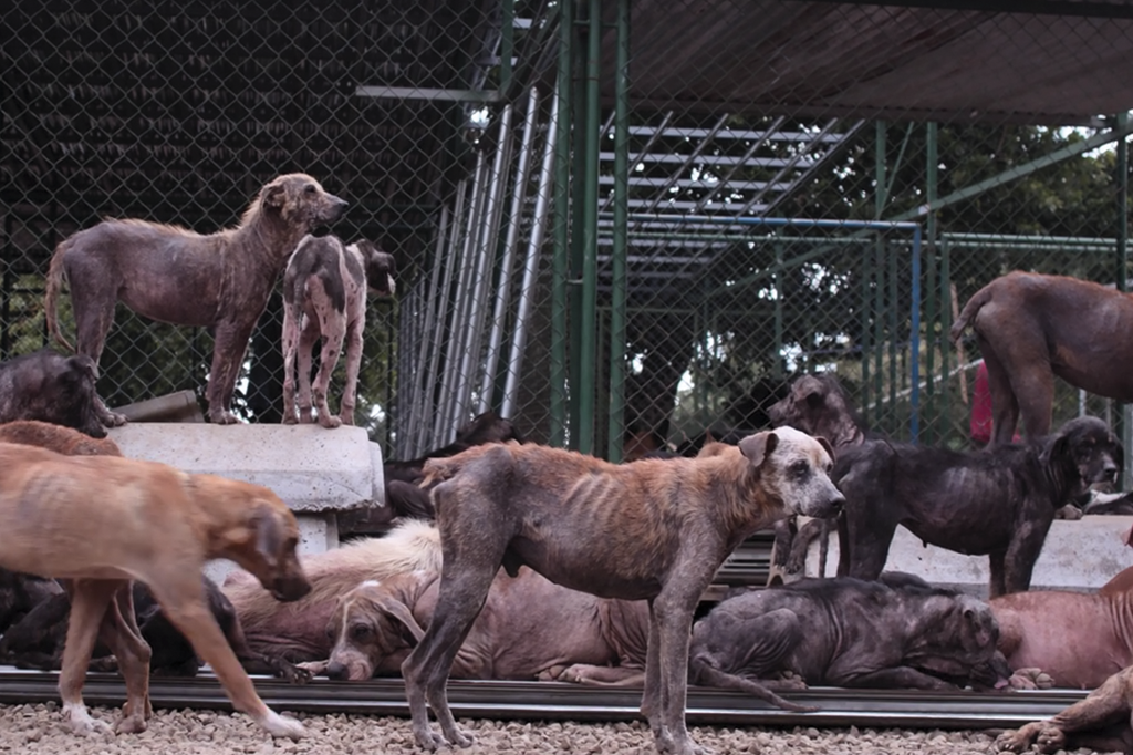 A fazenda na Costa Rica onde 1,3 mil cães abandonados vivem em harmonia