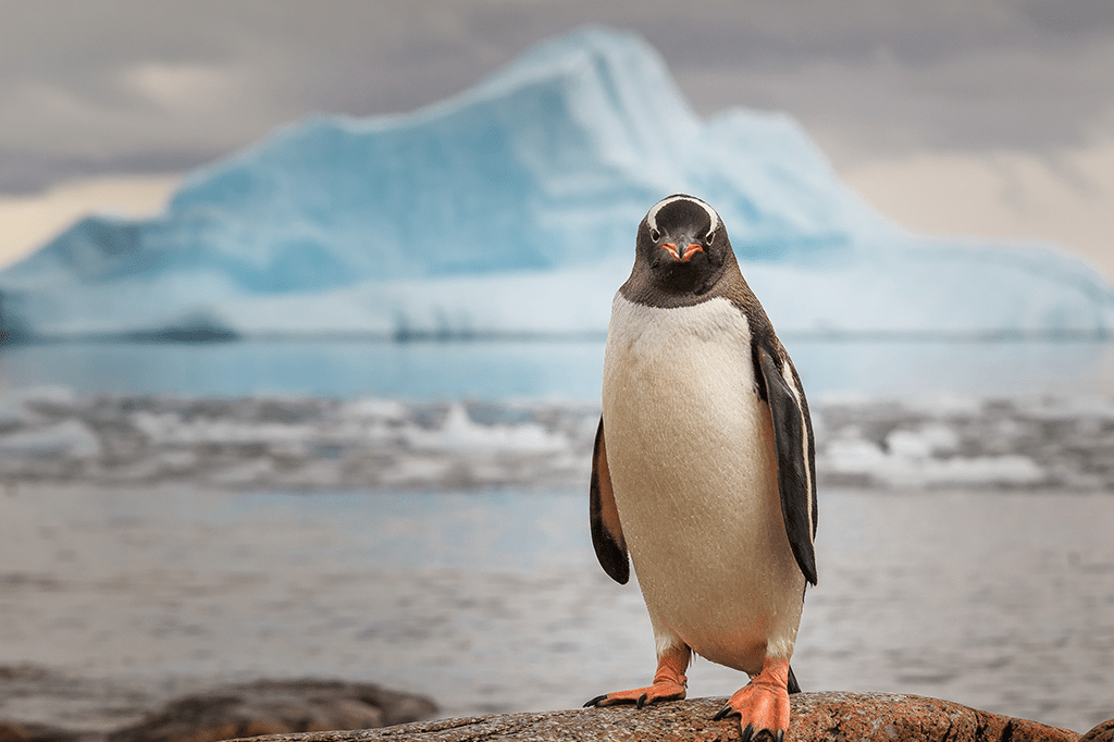 Os pinguins lambem gelo para conseguir água doce?