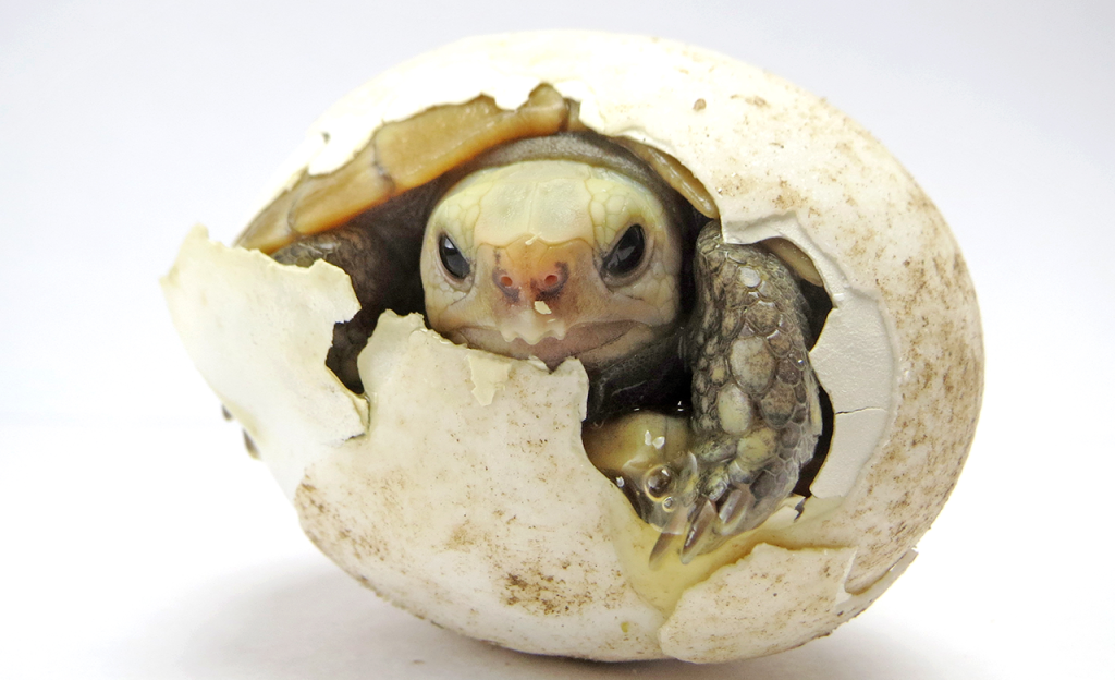 Posição do embrião no ovo ajuda a definir o sexo de uma tartaruga