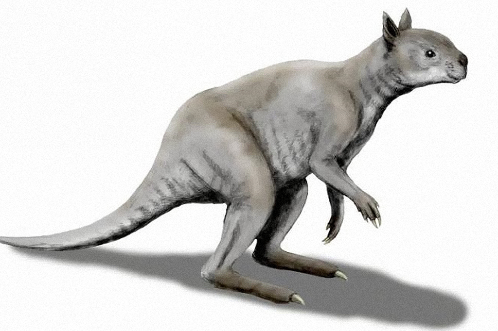 Fóssil revela “panda” marsupial que habitou Austrália no Pleistoceno