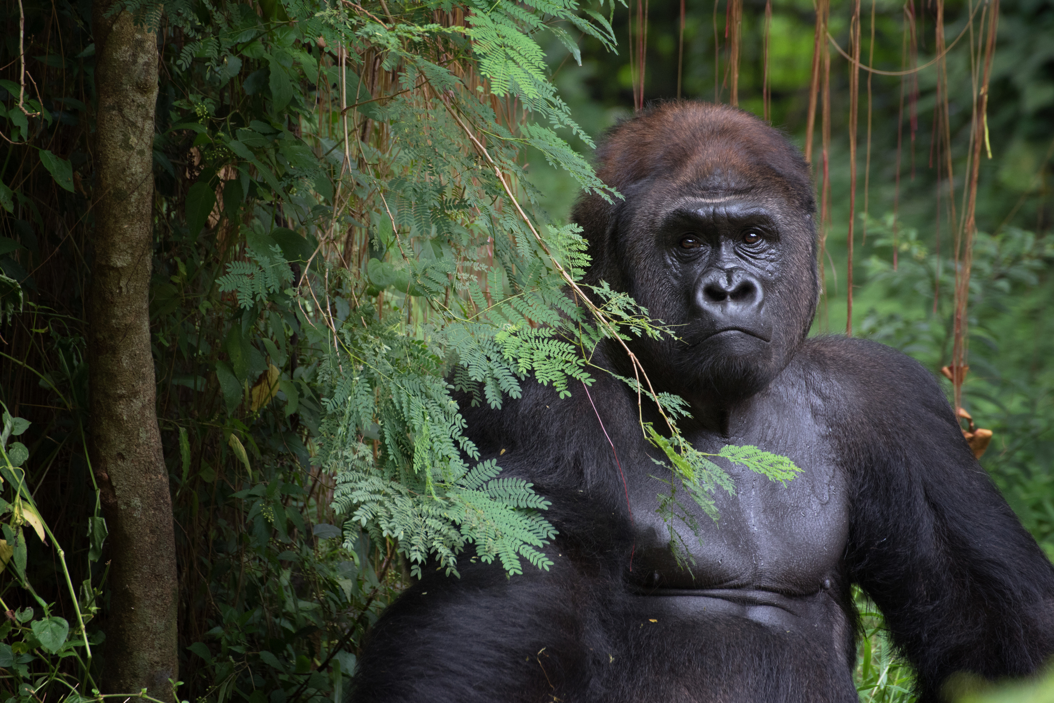 Portrait of a silverback gorilla, Rwanda