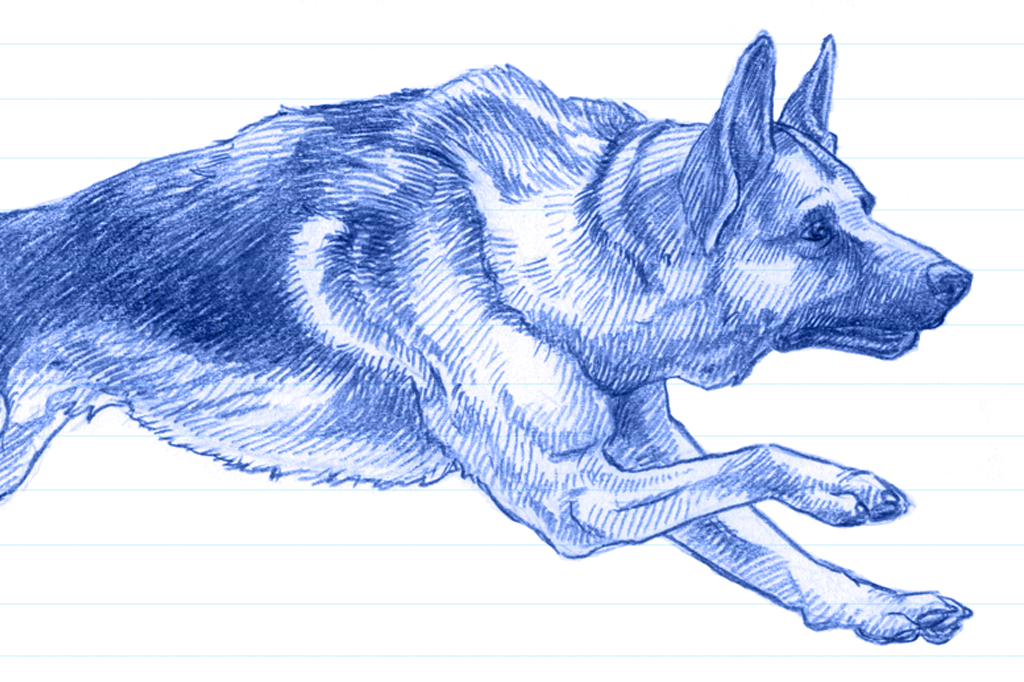 As 20 raças de cachorro mais queridas do Brasil