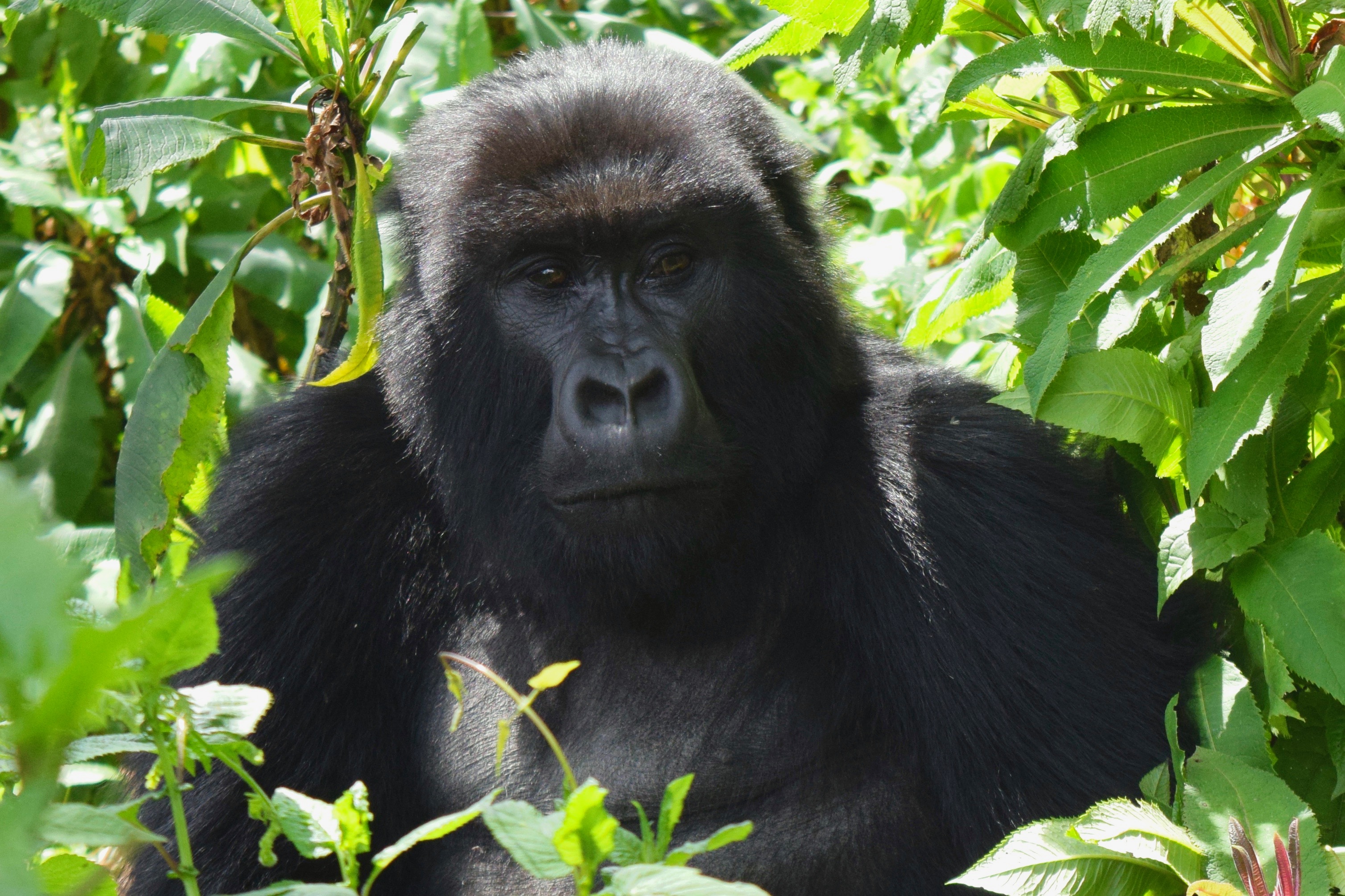 Close up of mountain gorilla (Gorilla beringei beringei)