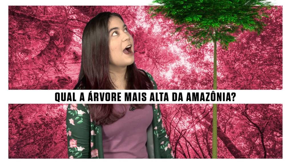 Qual a árvore mais alta da Amazônia?