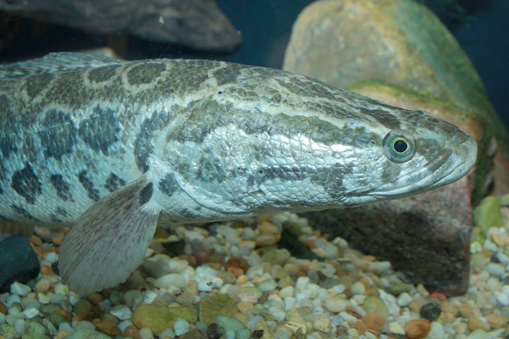 Conheça o peixe que respira fora d’água – e está sendo procurado pelos EUA