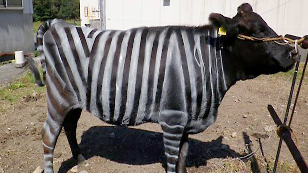Cientistas estão pintando vacas como se fossem zebras – entenda o porquê