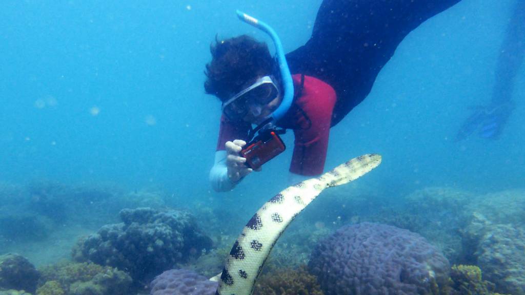 Vovós mergulhadoras descobrem que paraíso marinho está repleto de cobras