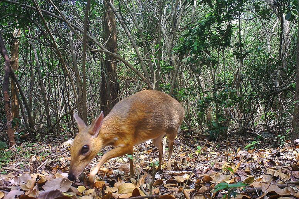 Cientistas reencontram espécie “meio rato meio cervo”