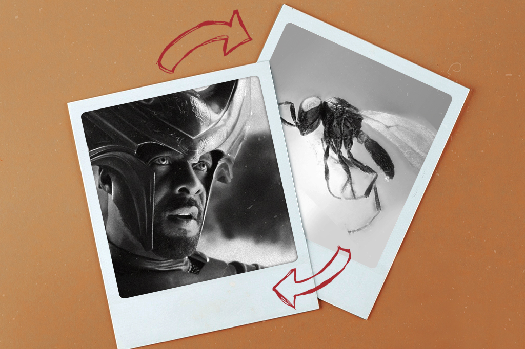 Mosca que protege plantações é batizada em homenagem à personagem de Thor