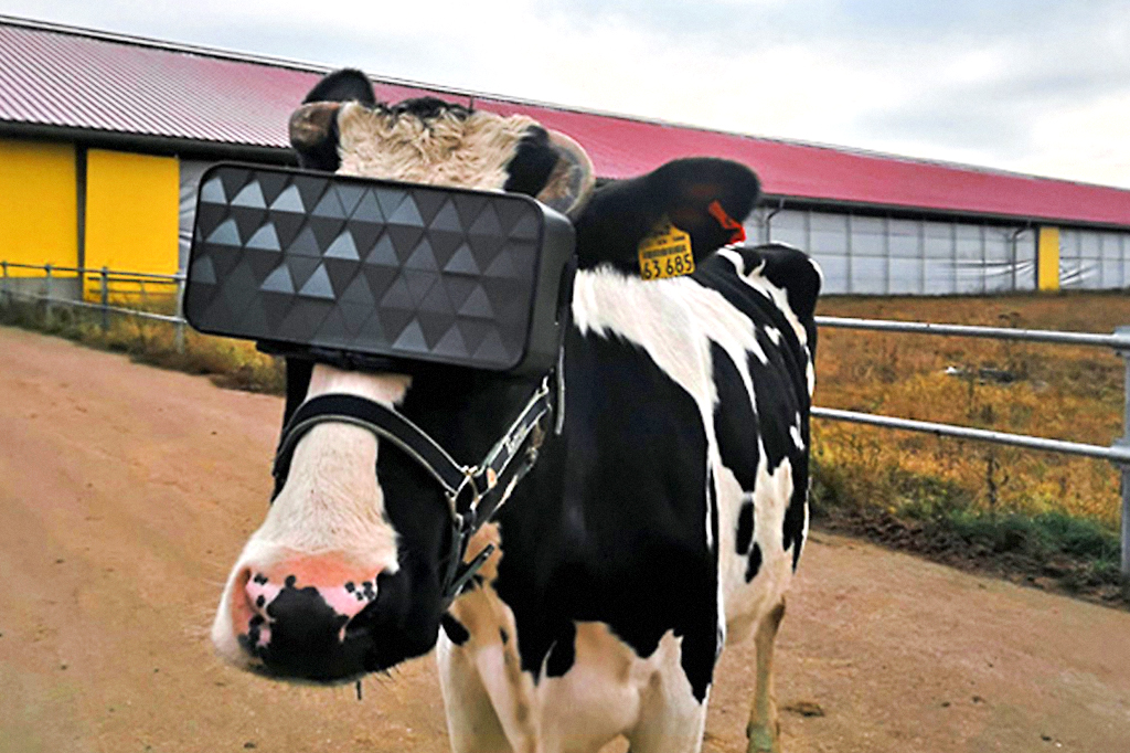 Vacas usam óculos VR para ficarem menos estressadas no inverno russo
