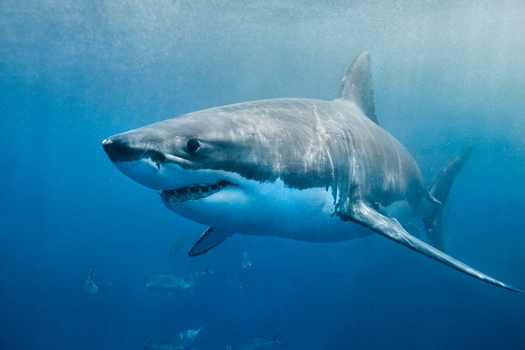 50 anos depois de “Tubarão”, pesquisadores põem fim ao mito do peixe devorador de pessoas