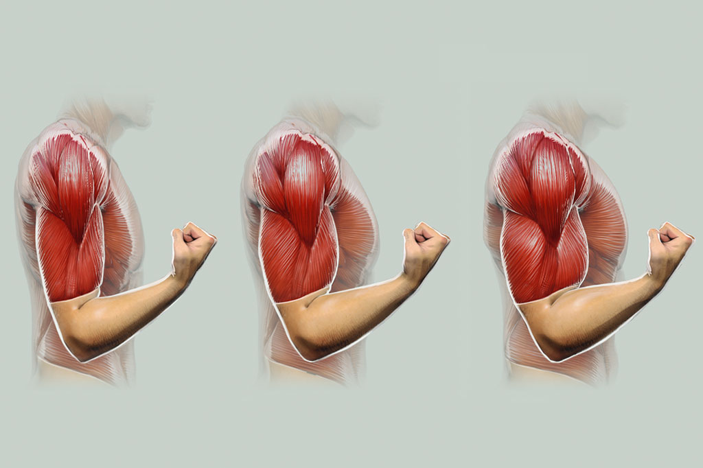 Como o corpo reage a suplementos e anabolizantes