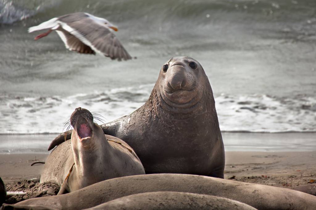 Cientistas descobrem como alguns mamíferos pausam suas gestações