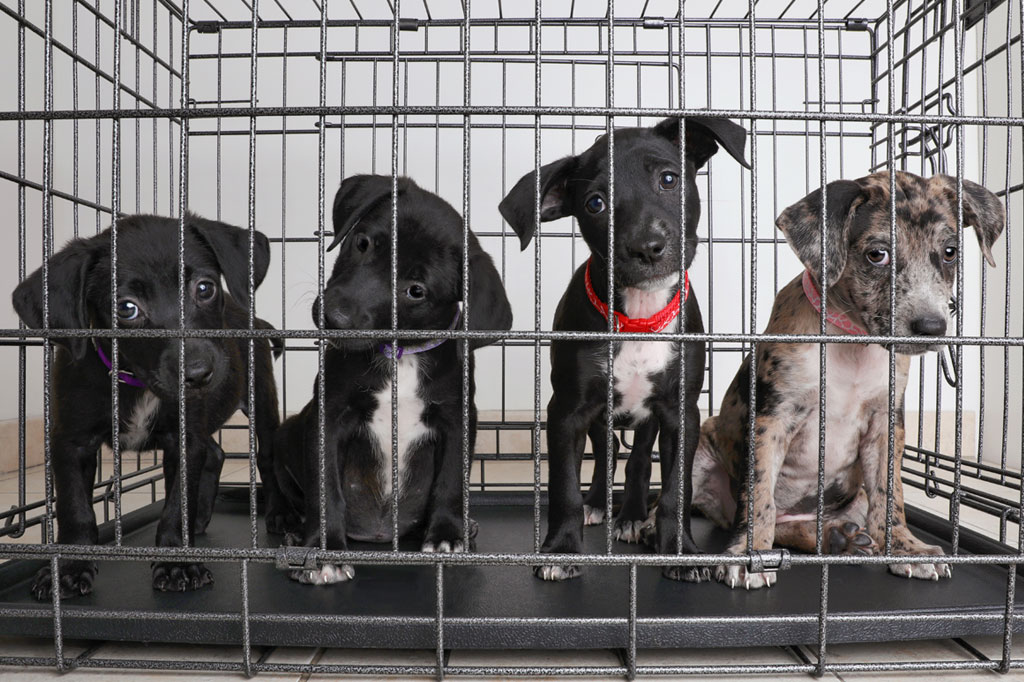 Animais de laboratório poderão ser adotados nos EUA