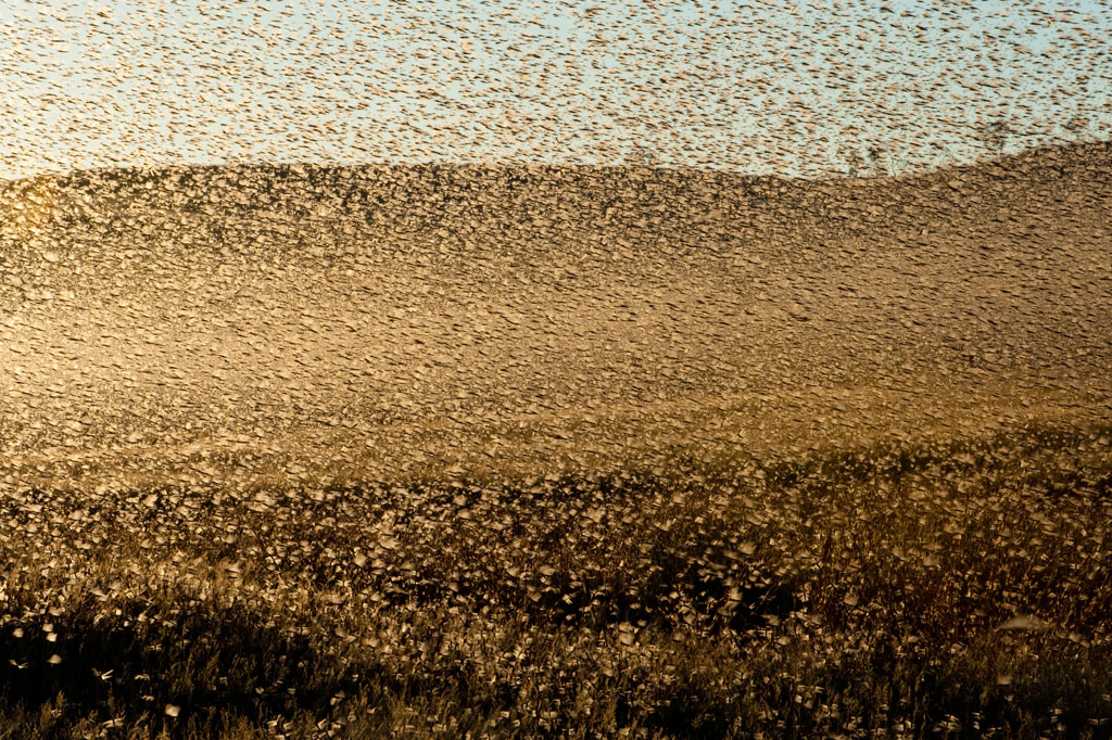 Leste da África enfrenta invasões de gafanhotos “sem precedentes”