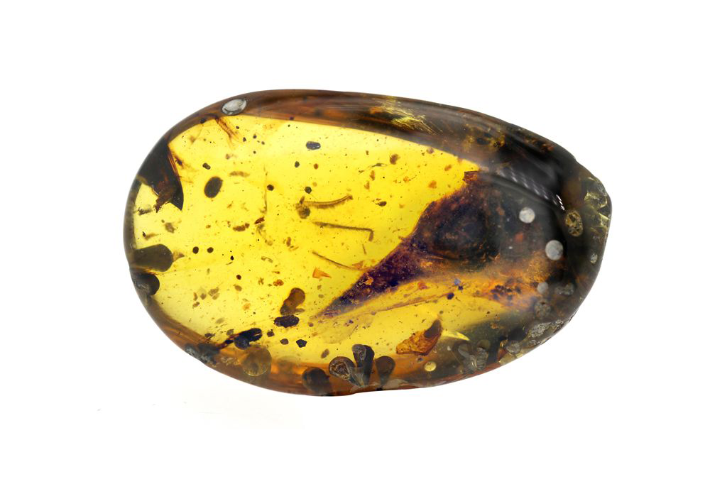 Pesquisadores podem ter identificado fóssil de menor dinossauro já visto