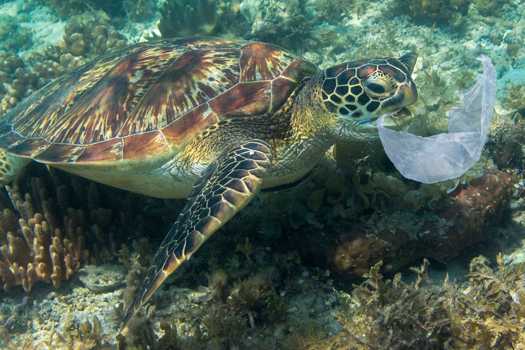 Tartarugas ingerem plástico porque sentem cheiro de comida, sugere estudo