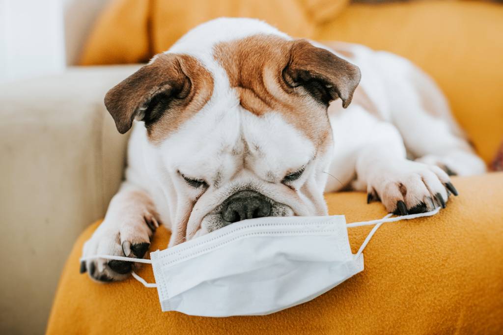 Cientistas vão testar cães para habilidade de detectar Covid-19 pelo olfato