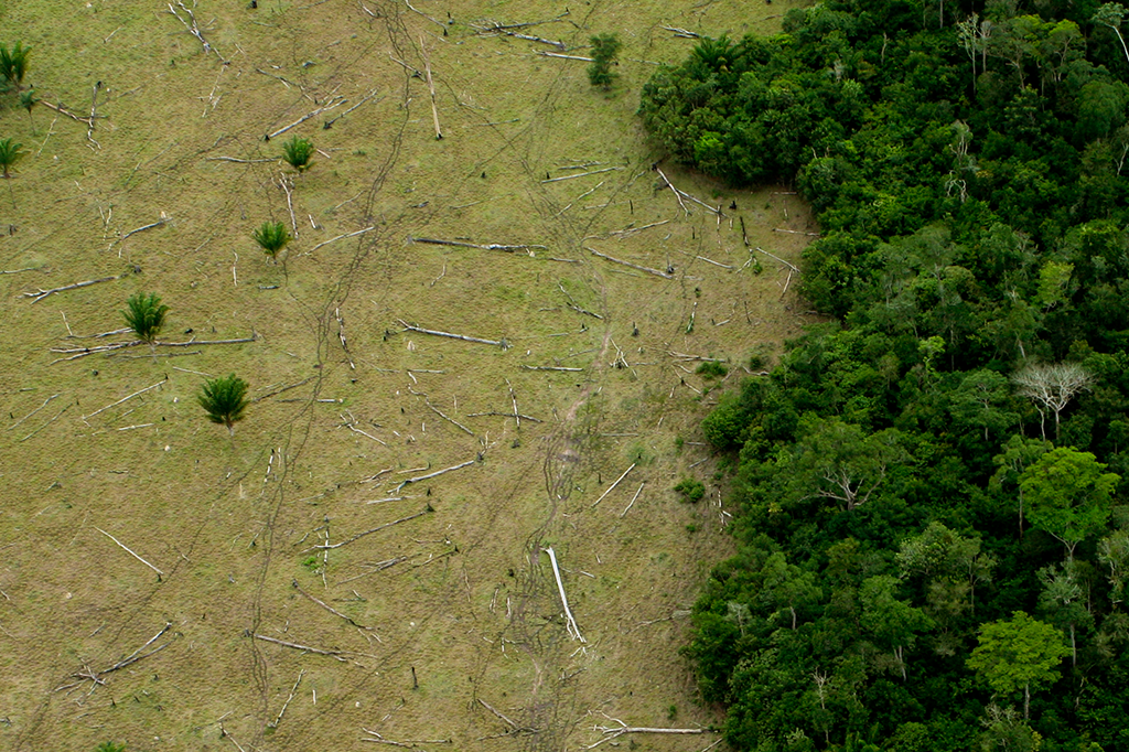 Perda de florestas leva à disseminação de doenças, indica pesquisa