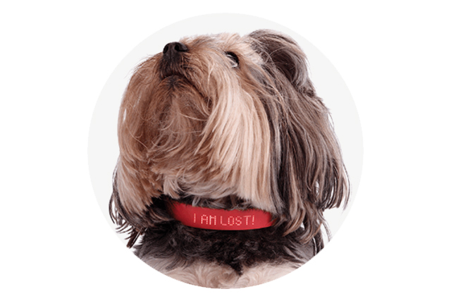 SI_MundoCao_Gadgets_7