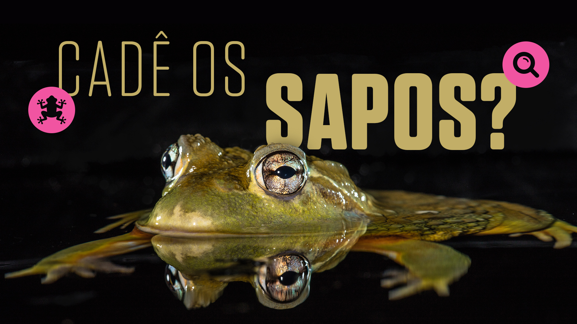 A extinção silenciosa dos anfíbios