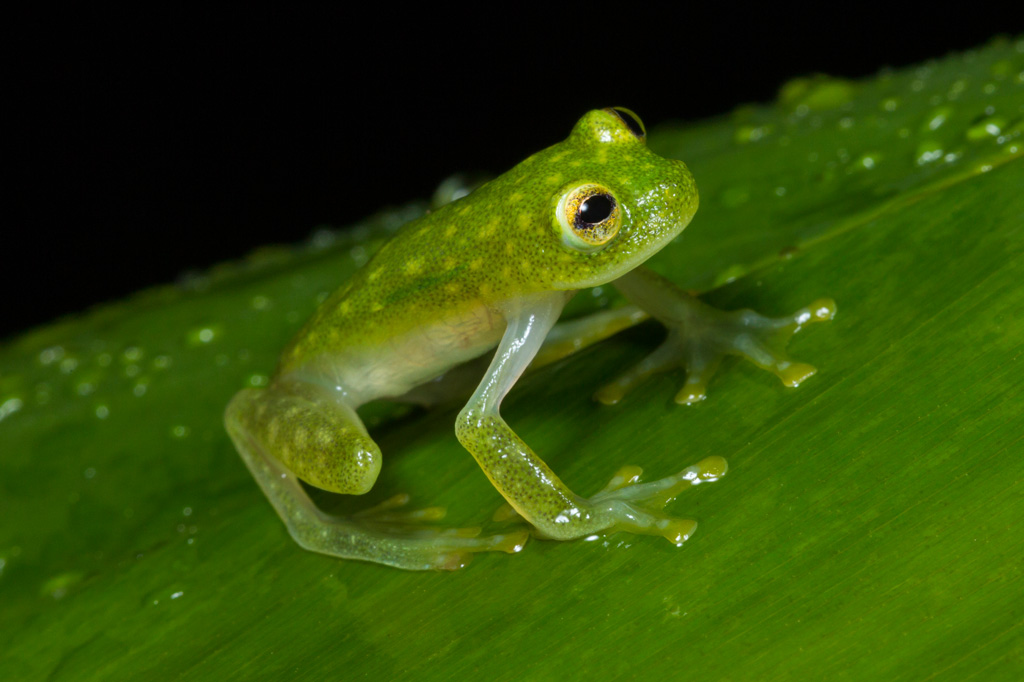 Biólogos descobrem por que alguns sapos têm a pele translúcida