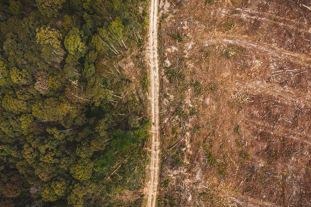 ONU e OMS alegam que pandemias são resultado da destruição da natureza