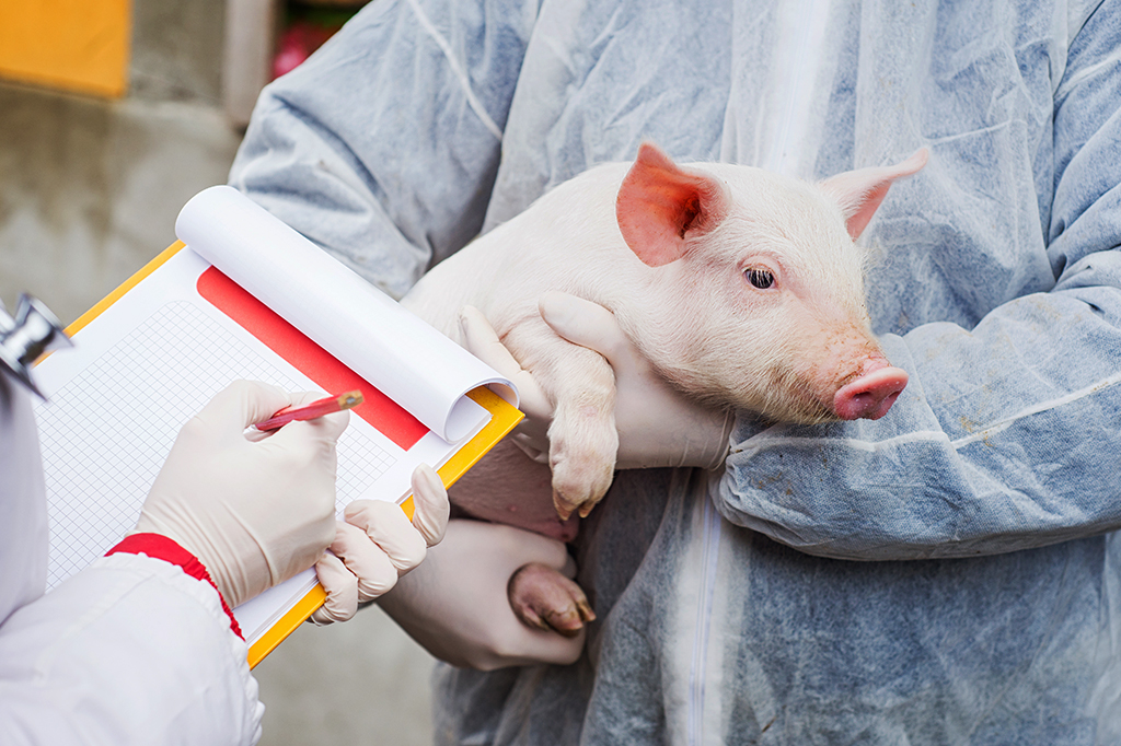 Novo vírus de gripe suína é encontrado na China. O que se sabe até agora