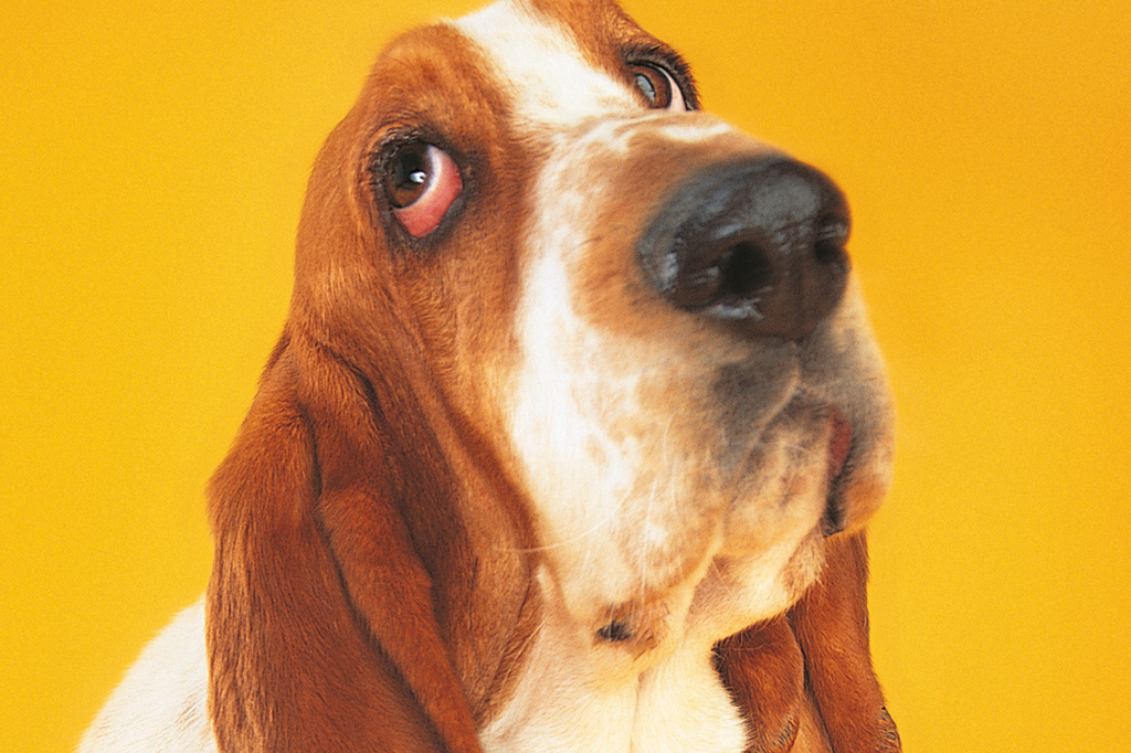 SI_MundoCao_emocoes_1