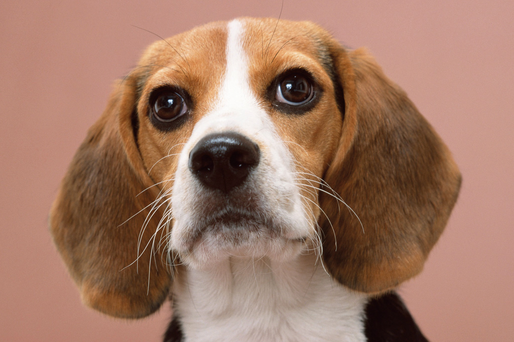 SI_MundoCao_emocoes_2