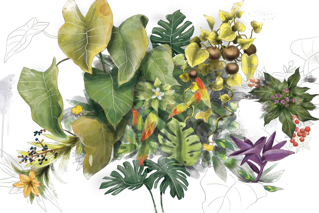 O que são as Pancs: plantas alimentícias não-convencionais