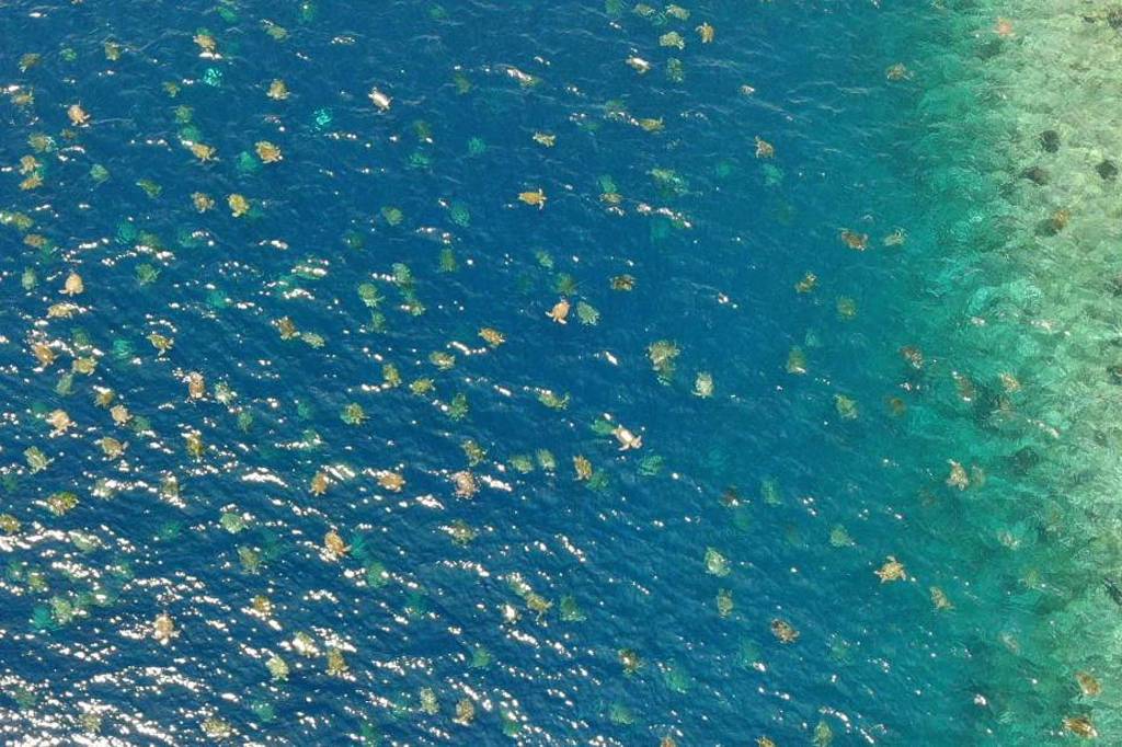 Drone registra mais de 60 mil tartarugas no mar da Austrália; veja vídeo