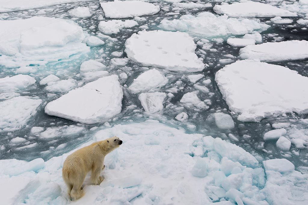 Grupos de ursos polares podem ser extintos até 2100, alertam cientistas