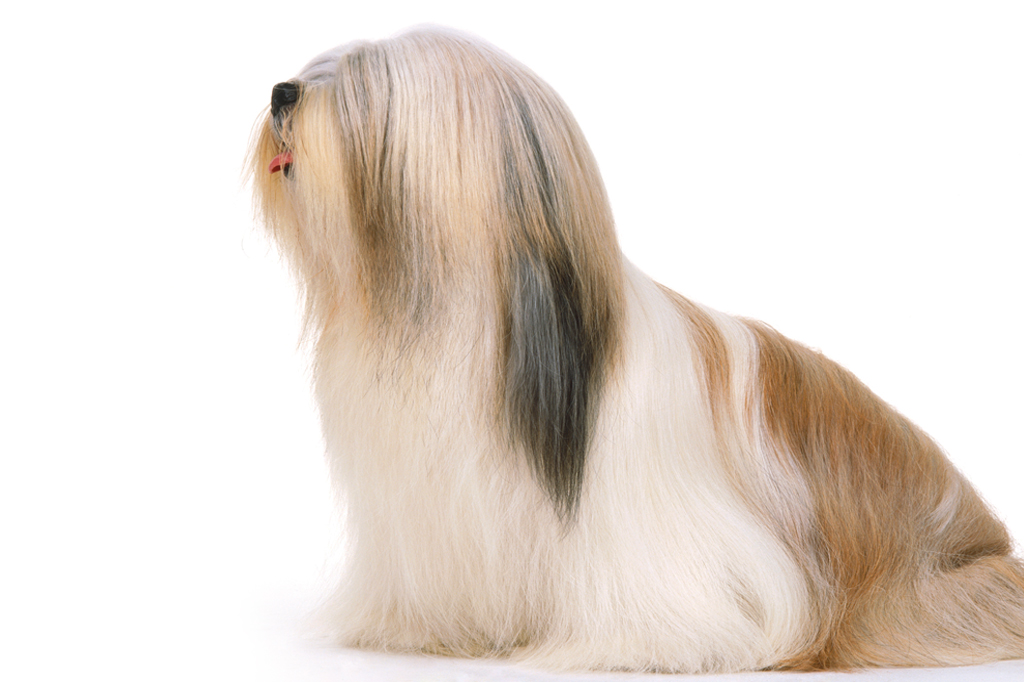 SI_101_cachorros_peludos_10 <strong>Da TV Colosso a capas de discos: estrela.</strong>