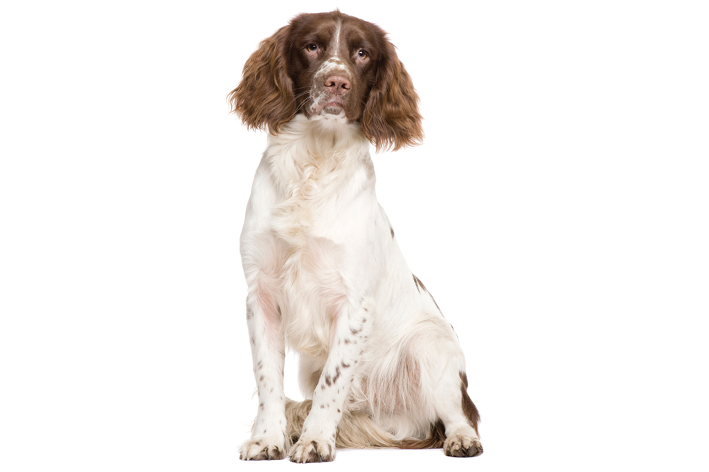 SI_101_cachorros_peludos_11 <strong>Primos dos cockers, os springers têm o hábito de saltitar.</strong>