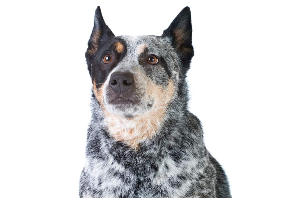 SI_101_cachorros_peludos_12 <strong>O Matusalém canino.</strong>