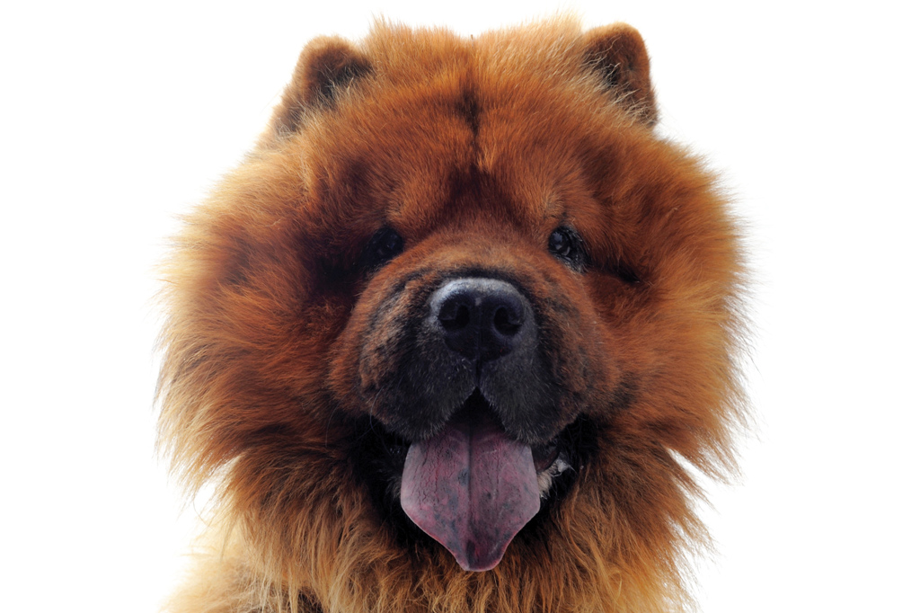 SI_101_cachorros_peludos_2 <strong>Freud deixava seu chow chow, Jo-fi, participar das sessões de psicanálise para acalmar pacientes mirins.</strong>