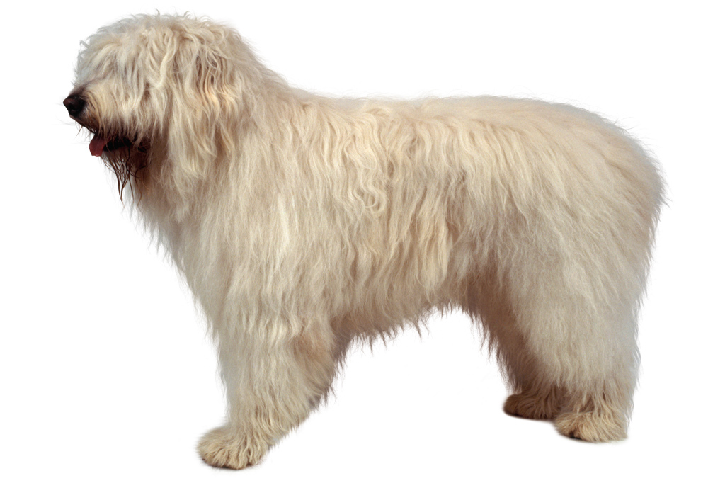 SI_101_cachorros_peludos_4 <strong>A cara de bobão esconde um baita cão de guarda que pode pesar 75 kg.</strong>