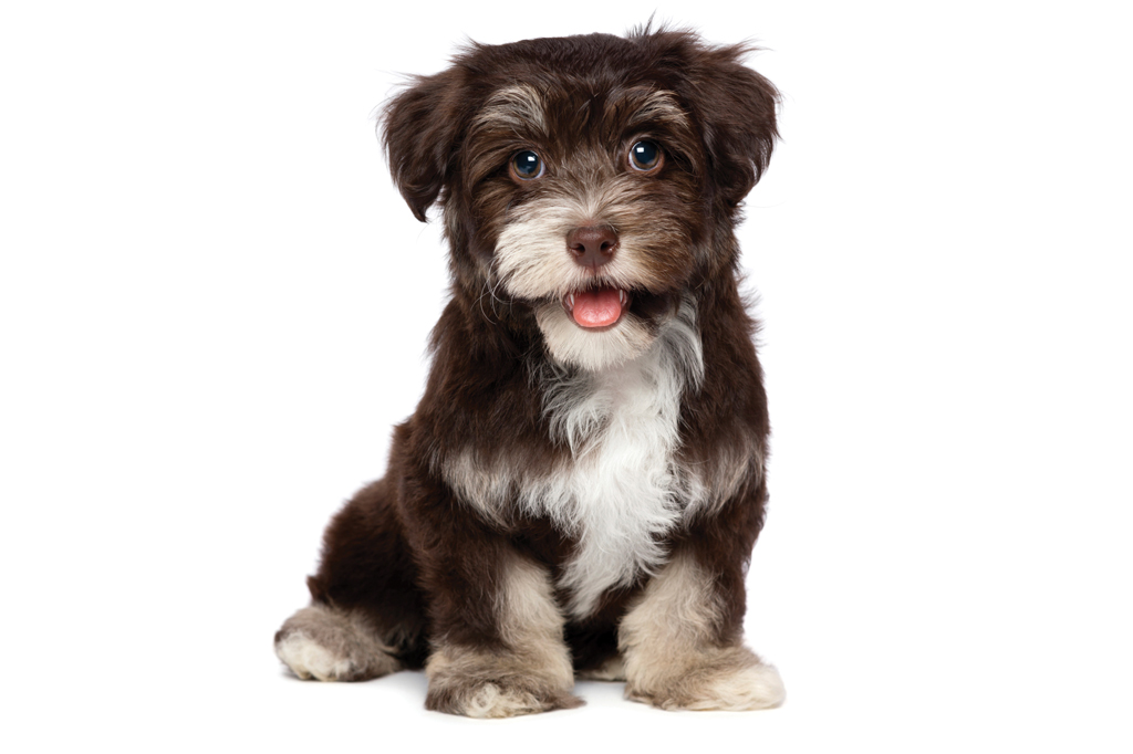 SI_101_cachorros_peludos_5 <strong>O mais fofo dos refugiados cubanos.</strong>