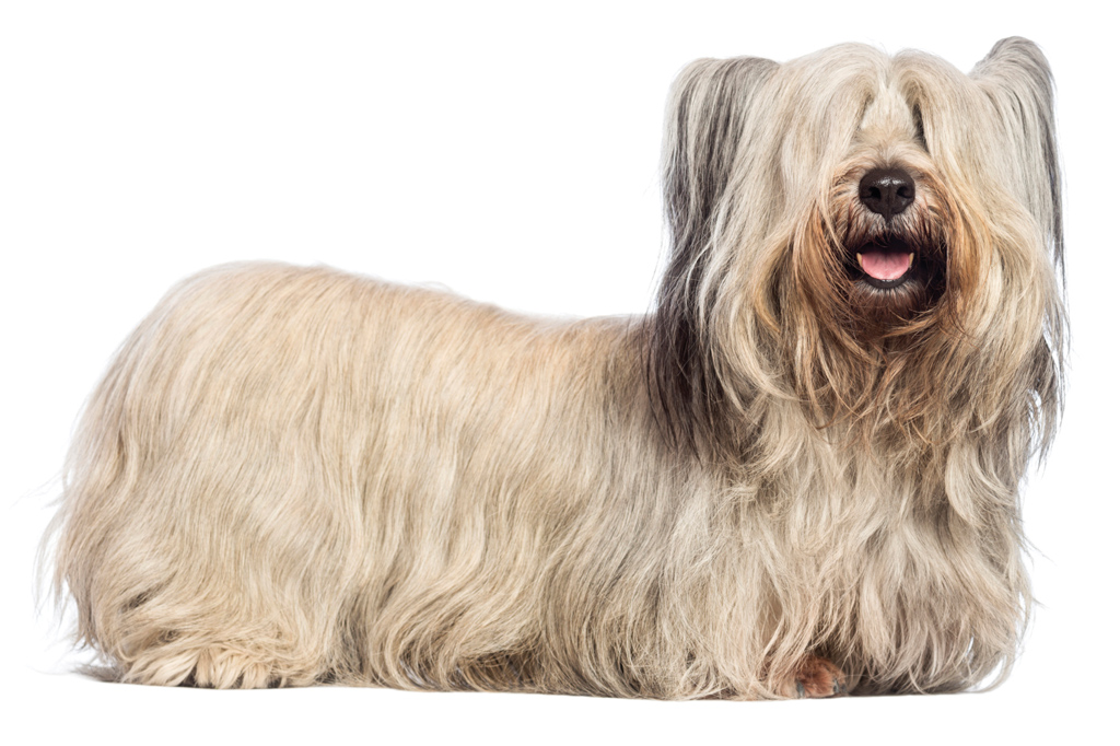 SI_101_cachorros_peludos_6 <strong>Fidelidade canina é pouco para o skye terrier.</strong>