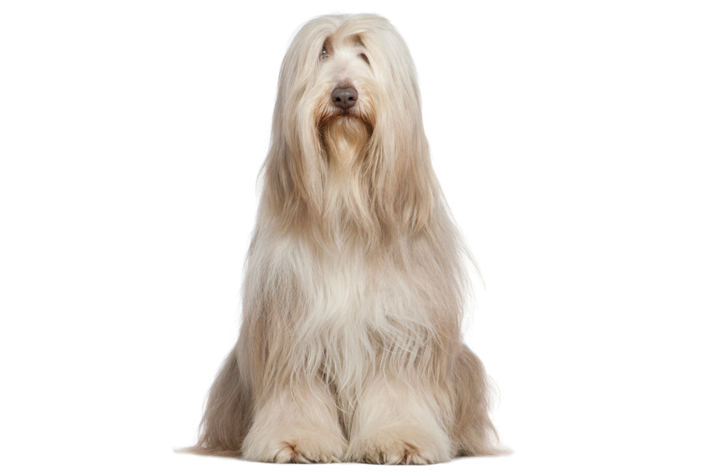 SI_101_cachorros_peludos_7 <strong>A prima da Priscila da TV Colosso.</strong>