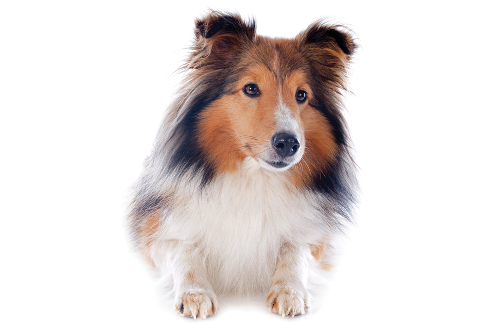 SI_101_cachorros_peludos_9 <strong>Querida, encolhi a Lessie.</strong>