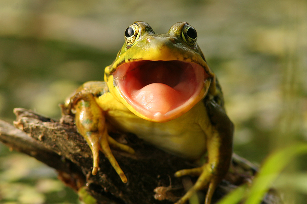Sapo brasileiro é o primeiro anfíbio “bígamo” e fiel às suas companheiras