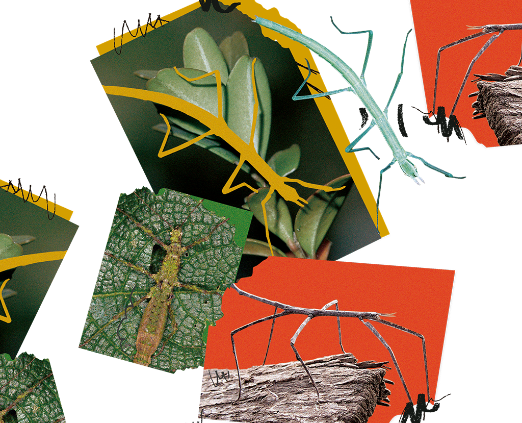 SI_418_Camuflagem_02 SI_418_Camuflagem_02
