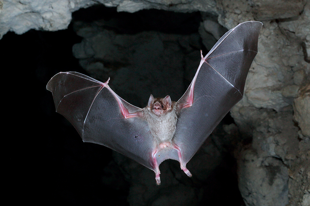 Enzima pode explicar porque ebola causa doença em humanos, mas não em morcegos
